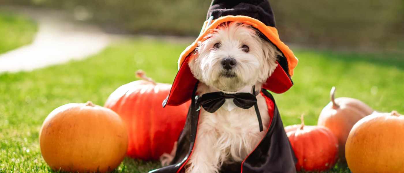 9 Trending Halloween Dog Costumes Ideas with Great Discounts