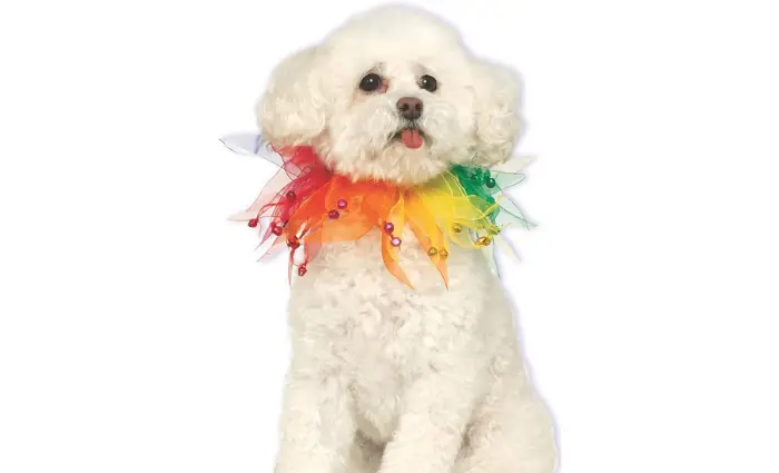 Rainbow Halloween Costume for Dogs