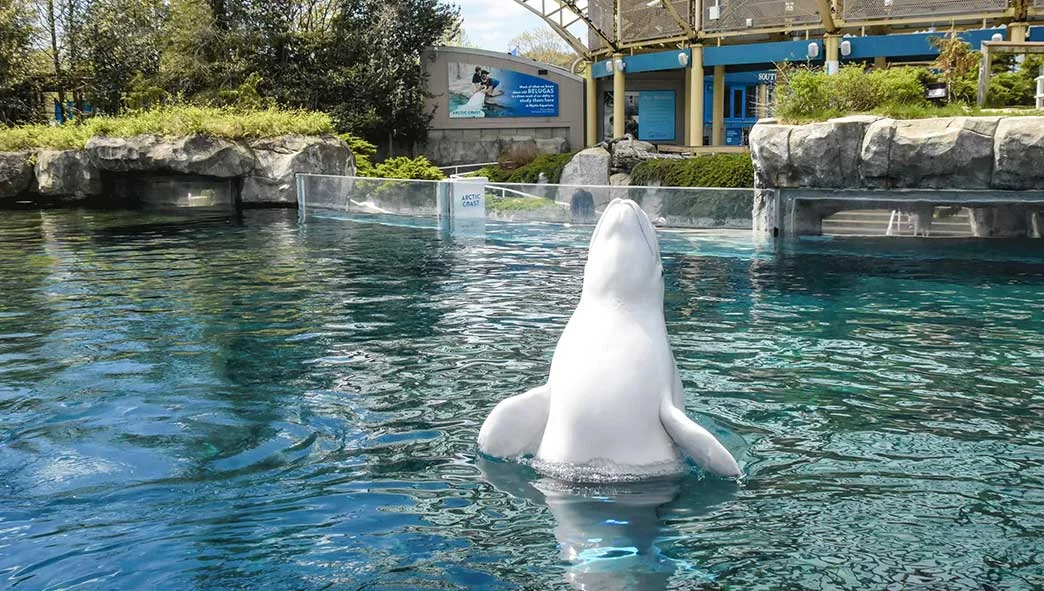 mystic aquarium discounts