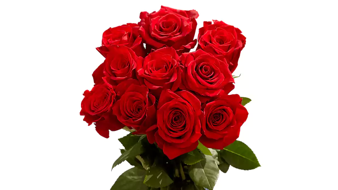 50 Stems of Red Paris Roses- Fresh Flower Delivery
