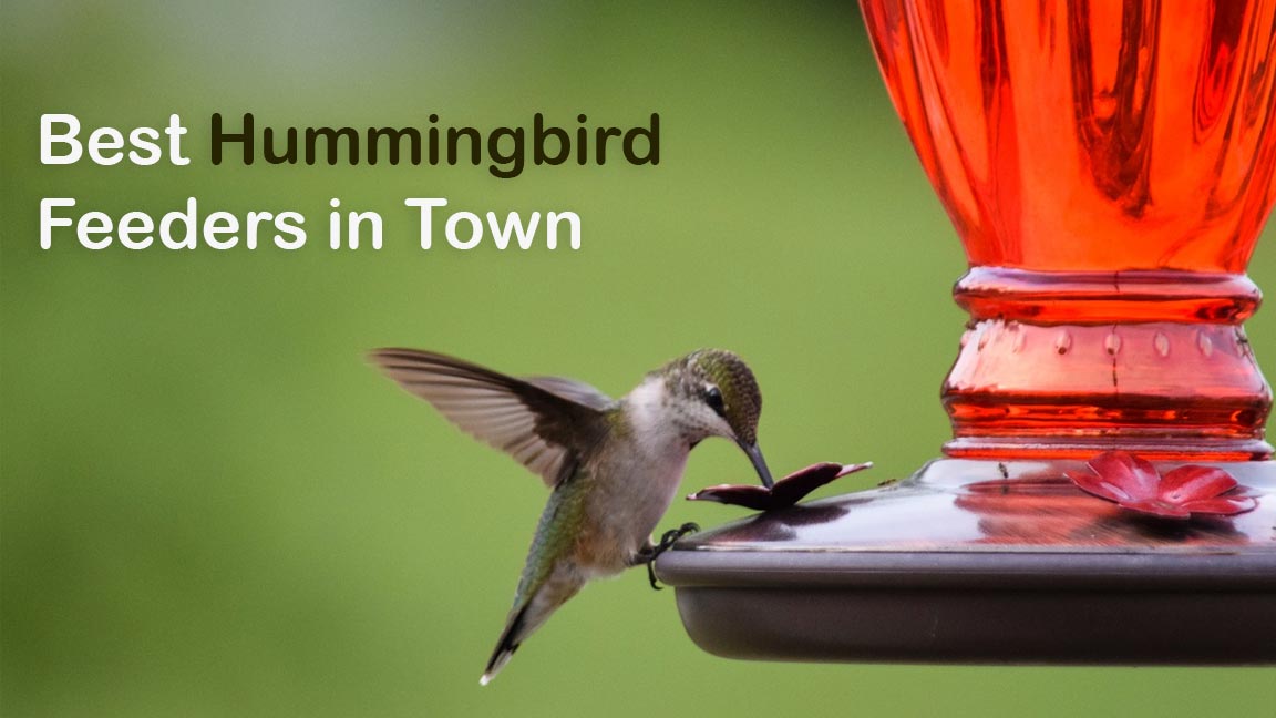 The 11 Best Hummingbird Feeders in Town (Buying guide Included) 