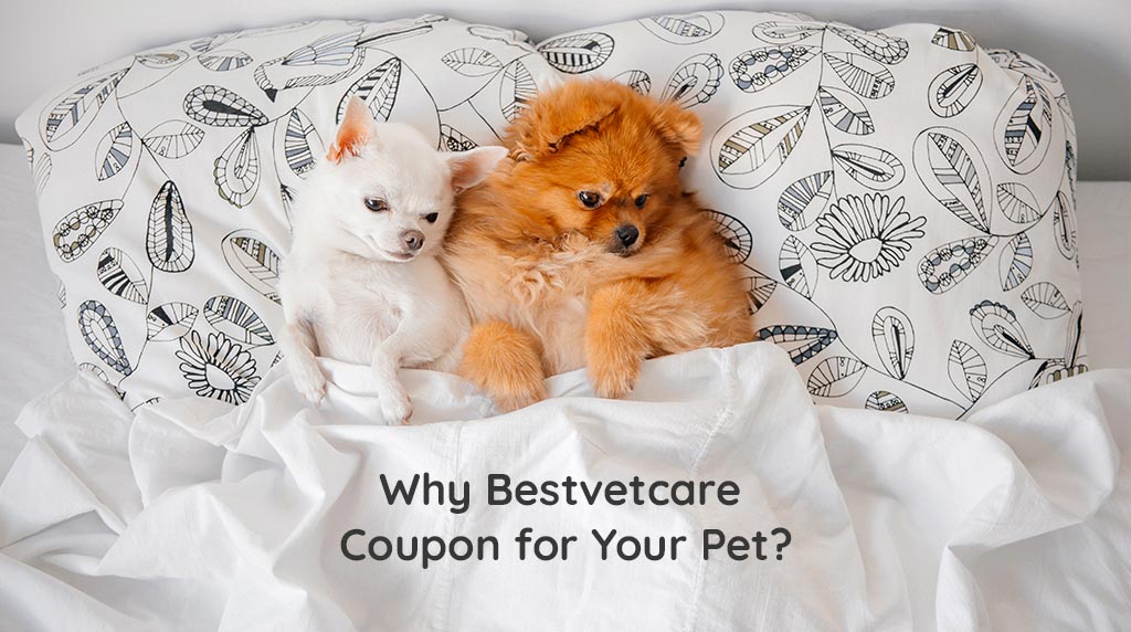 bestvetcare coupons