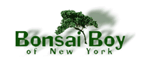 Bonsai Boy Of New York