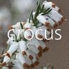 Crocus coupon codes, promo codes and deals