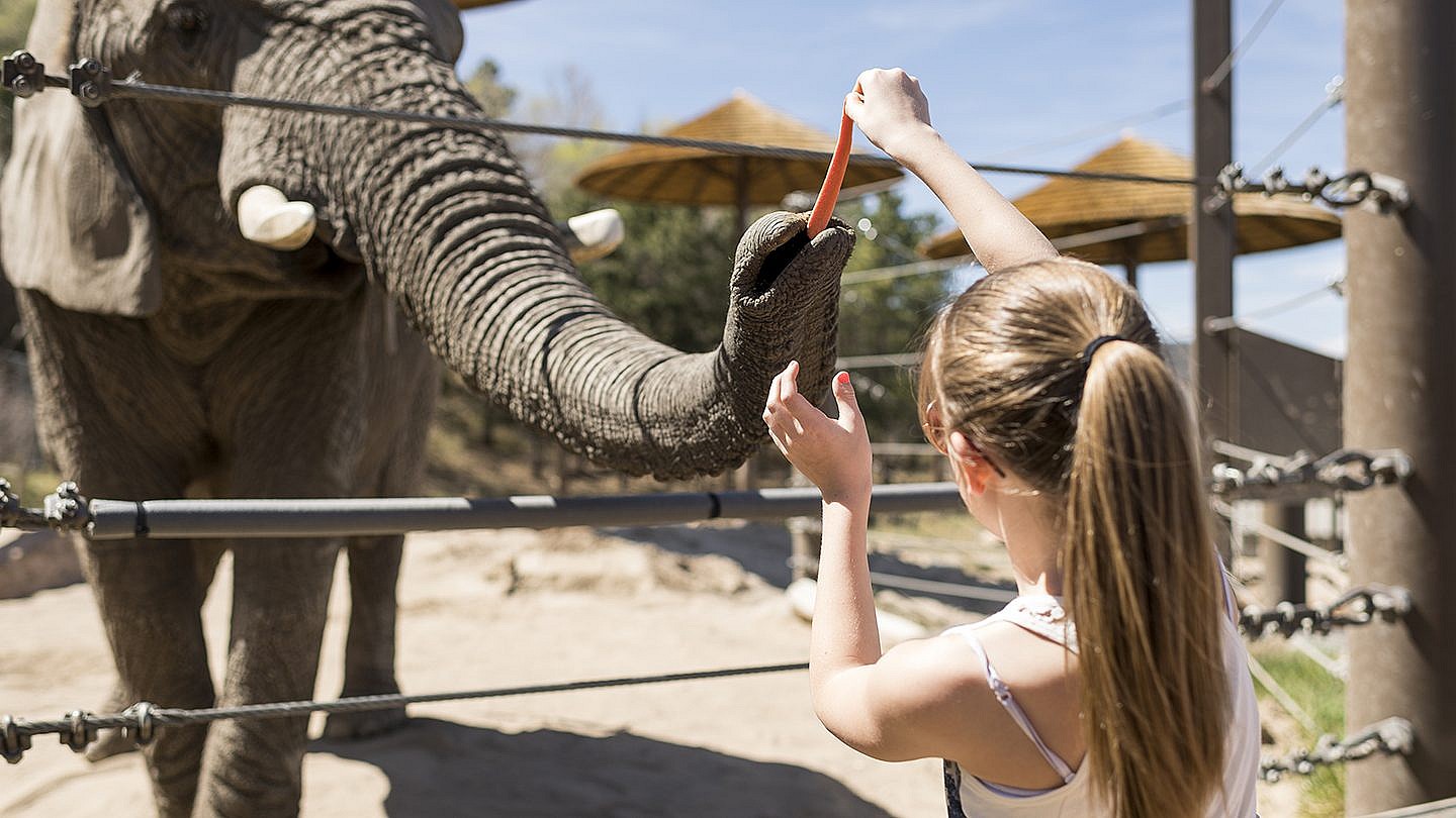 Cheyenne Mountain Zoo Coupons & Promo Codes For March, 2024